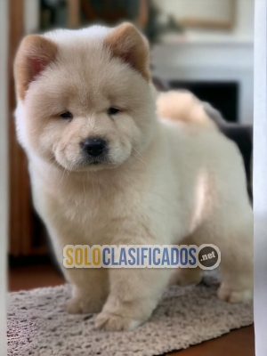 Beautiful and friendly Chow Chow Puppies... 