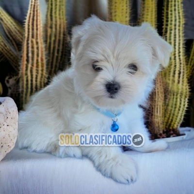 HERMOSO BICHON MALTES DISPONIBLE... 