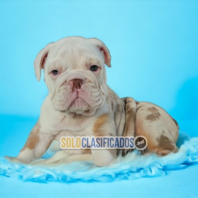 Beautiful puppies available: Exotic English Bulldog... 