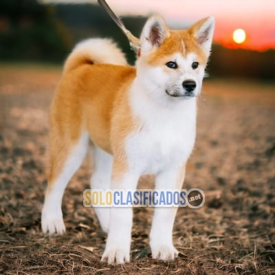 WONDERFUL PUPPIES AKITA INU JAPANESE... 