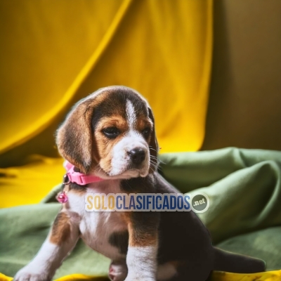 BEAUTIFUL PUPPIES BEAGLE POKET AMERICANO... 