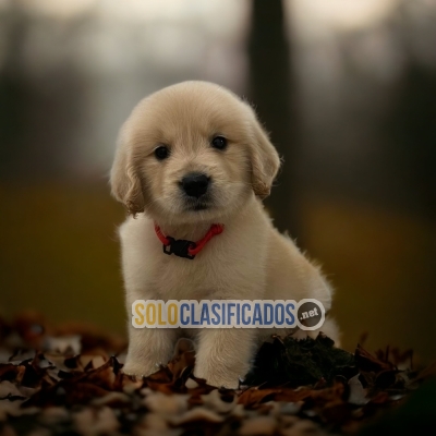 Bello GOLDEN RETRIVIER para tu hogar... 