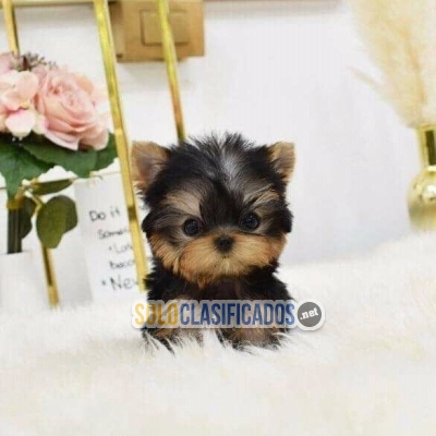 Registered Teacup Yorkie Puppies For Sale... 
