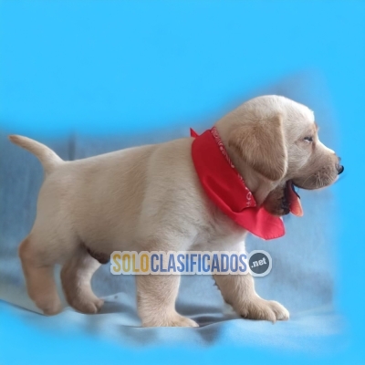 BEAUTIFUL PUPPIES LABRADOR RETRIVIER... 