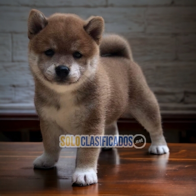 PRECIOSO AKITA INU JAPONESS DISPONIBLE PARA TODA TU FAMILIA  AL M... 