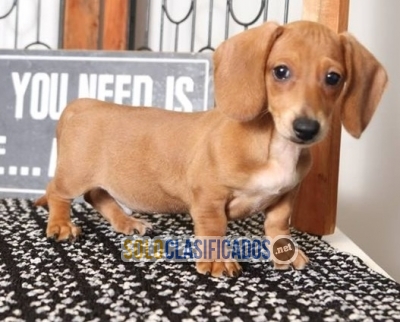 Dachshund gris pelo corto a la venta Whatsapp : +1 (510) 8425184... 