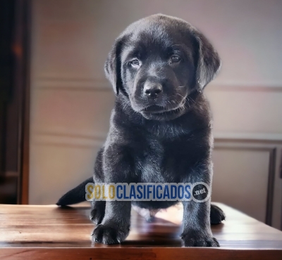 LABRADOR RETRIERVER CACHORROS... 