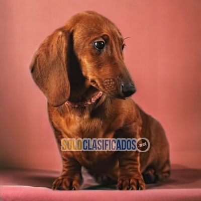 CHOCOLATE DACHSHUND DOG AVAILABLE... 