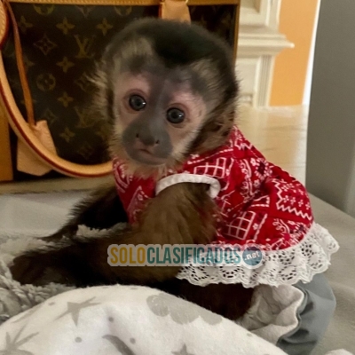 venta de monos capuchinos... 