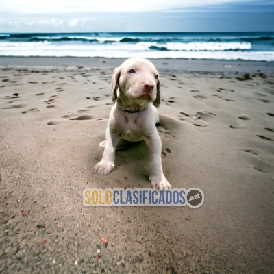 Weimaraner Llevame  a Casa Por un Excellente Precio... 