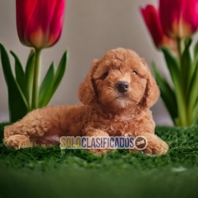 French Poodle Apricot Wonderful Puppies... 