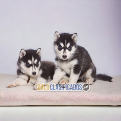 HUSKY SIBERIANO     I WILL BE YOUR BEST FAITHFUL FRIEND FROM TODA... 