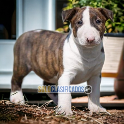 LINDOS BULL TERRIER... 