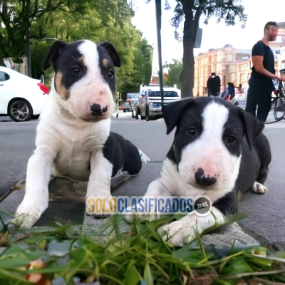 Cutes BULL TERRIER para tu familia... 