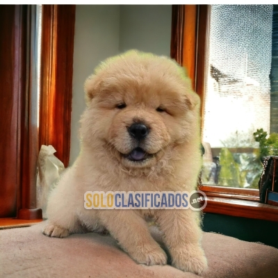 Bellos Chow Chow Adorables Cachorros... 