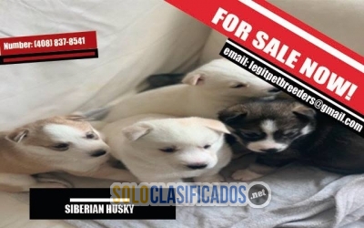 Siberian husky for sale now!!!... 