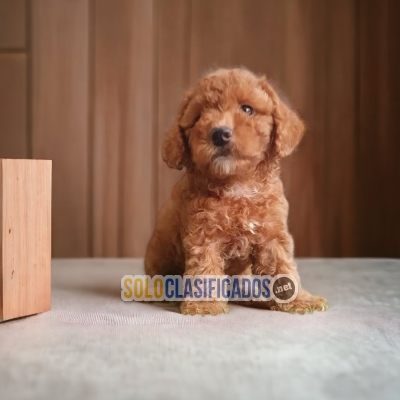 FRENCH POODLE APRICOT AVAILABLIE NORTH CAROLINA... 