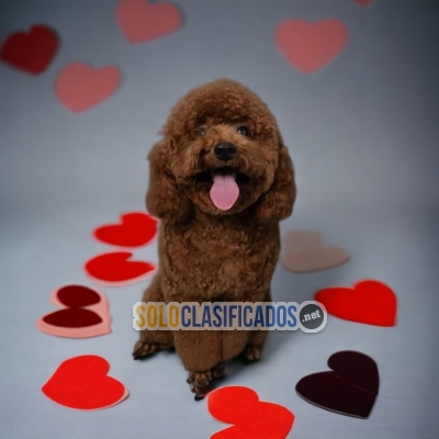 Papas French Poodle Chocolate Charming and Lovely Puppies... 