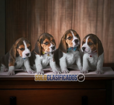 Bellos cachorros raza Beagle Poket Americano... 