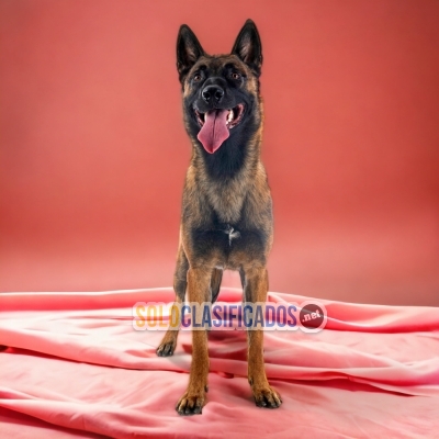 PASTOR BELGA MALINOIS      IT WILL BE YOUR BEST COMPANY FROM NOW ... 