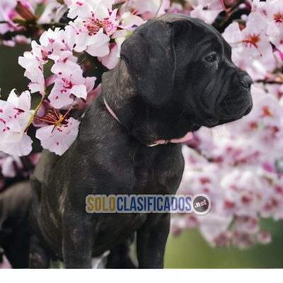 Fila Brasileño Elegantes Cachorros Para Su Familia... 