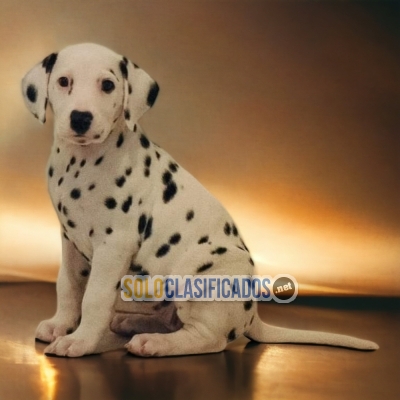 DISPONIBLES HERMOSOS DALMATA / DALMATA AVAILABLE... 