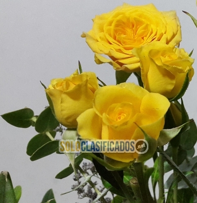 Solo Clasificados - FOTOGRAFIAS Y VIDEO FILMACIONES BODAS XV AÑOS SAN LORENZO TLACOTEPEC - imagen: 1