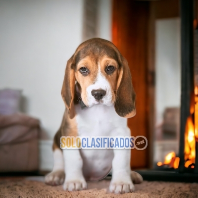 Hermosos cachorros disponibles BEAGLE POKET AMERICANO con las mej... 