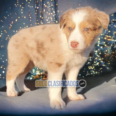 SALE RACE BORDER COLLIE NORMAL/EXOTICO... 