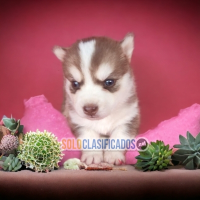 CACHORRO  DISPONIBLE ALASKAN MALAMUTE... 