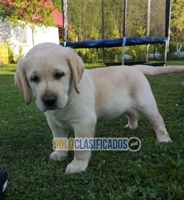 LABRADOR RETRIERVER LOVE PUPPY... 