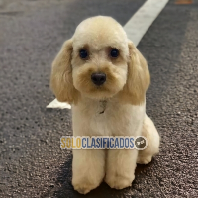 PUPPY ENTERS FRENCH POODLE NORMAL... 