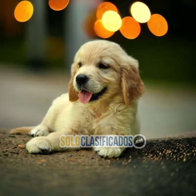 BBEAUTIFUL GOLDEN RETRIEVER PUPPY FOR SALE... 