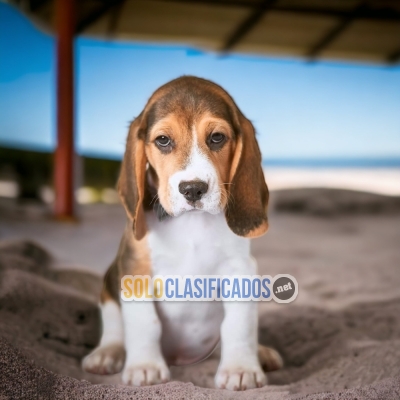 BEAGLE POKET AMERICANO     IT WILL BE YOUR BEST COMPANY FROM NOW ... 