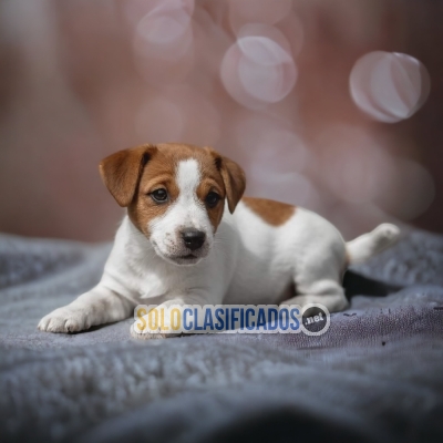 HERMOSOS JACK RUSSELL ilinois... 