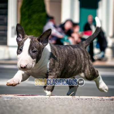 PUPPY ENTERS BULL TERRIER... 