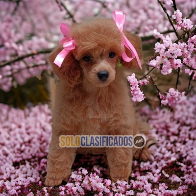 FURRY FRENCH POODLE RED AFOR SALE... 