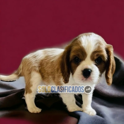 CAVALIER KING AVAILABLE HERE... 