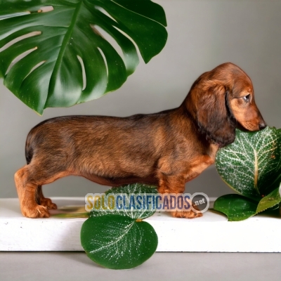 DACHSHUND PELO LARGO             IT WILL BE YOUR BEST COMPANY FRO... 