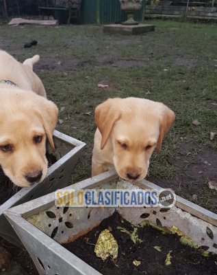 Labradores cachorros listo para entregar con pedig(+34711731404)...