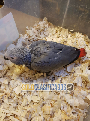 Solo Clasificados - Loro gris africano cola roja a la venta a buen precio de costo - imagen: 4