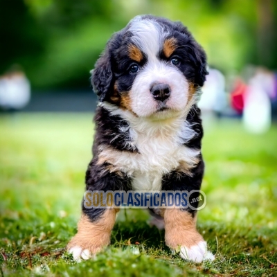 BERNESE MOUNTAIN DOGS AVAILABLE... 