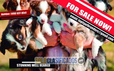 STUNNING WELL REARED   REGISTERED AUSTRALIAN SHEPHERD PUPPIES AVA... 