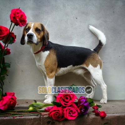 Beagle Harrier Fantasticos Cachorros Disponibles... 