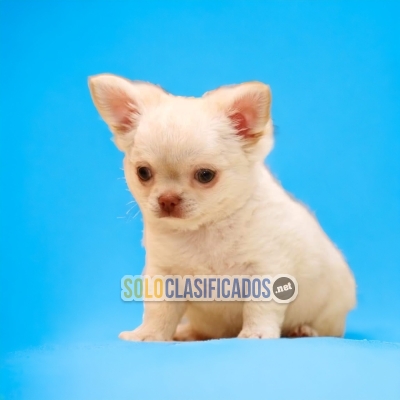 BEAUTIFUL PUPPY FOR YOUR CHILDREN CHIHUAHUA PELO LARGO AVAILABLE ... 