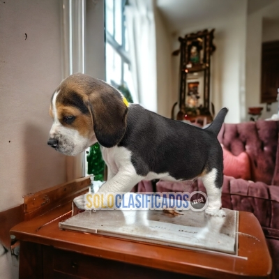 Hermosos cachorros BEAGLE con las mejores condiciones del mercado... 