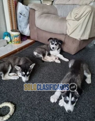 cachorros husky muy cariñoso y juguetón! texto al 8043024487...