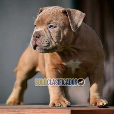 AMERICAN BULLY M LOVE PUPPY... 