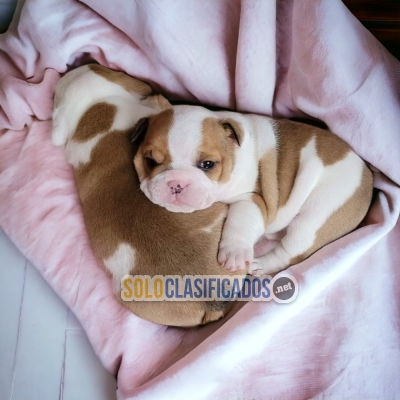 Normal English Bulldog Gorgeous and Great Puppies... 