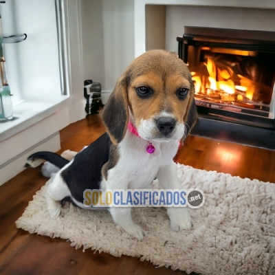 Hermosos y Juguetones cachorros Beagle Harrier... 